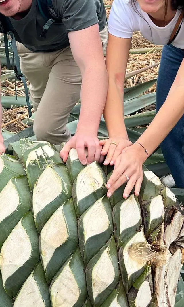 The Mezcal Journey